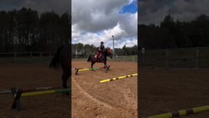 Leia mais sobre o artigo Sound: @BlackJack.Hope_EQ ❤️ #horse #equestrian #equestrianvibes #horsefan #horsey #horselover