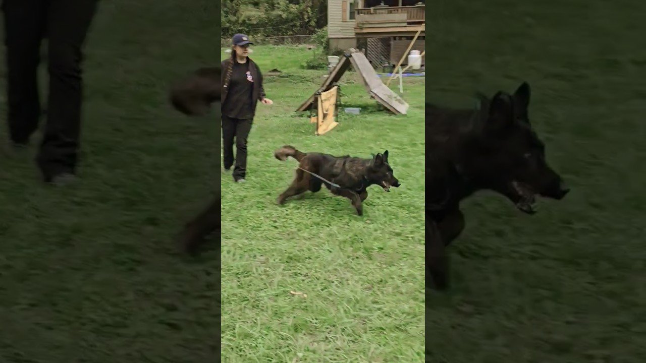 Você está visualizando atualmente Belgian Malinois Protection Scenario with ‘Blackjack’s Bear’