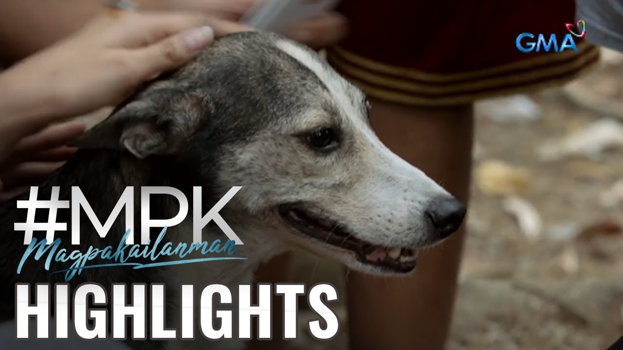 Você está visualizando atualmente Magpakailanman: Ang viral dog wonder na si Blackjack! (Stream Together)